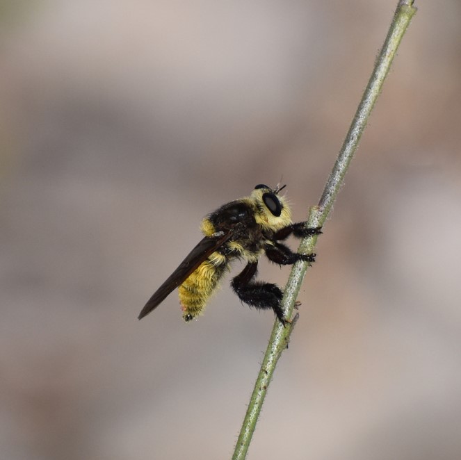 Biodiversidad del río San Pedro y Conchos, Chihuahua. Municipios de Meoqui, Delicias, Rosales, Saucillo, Julimes y Satevó. Moscas y mosquitos, Orden Diptera.