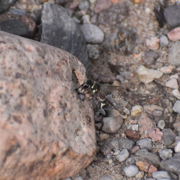 Biodiversidad del río San Pedro y Conchos, Chihuahua. Municipios de Meoqui, Rosales, Saucillo, Julimes y Satevó. Avispas, Orden Hymenoptera.