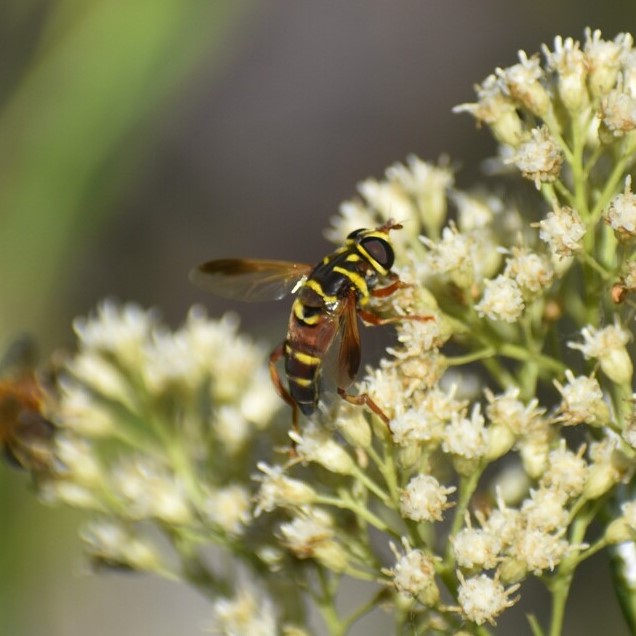 Biodiversidad del río San Pedro y Conchos, Chihuahua. Municipios de Meoqui, Delicias, Rosales, Saucillo, Julimes y Satevó. Moscas y mosquitos, Orden Diptera.