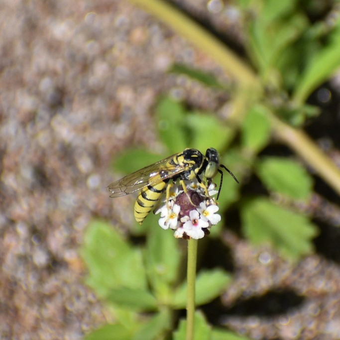 Biodiversidad del río San Pedro y Conchos, Chihuahua. Municipios de Meoqui, Rosales, Saucillo, Julimes y Satevó. Avispas, Orden Hymenoptera.