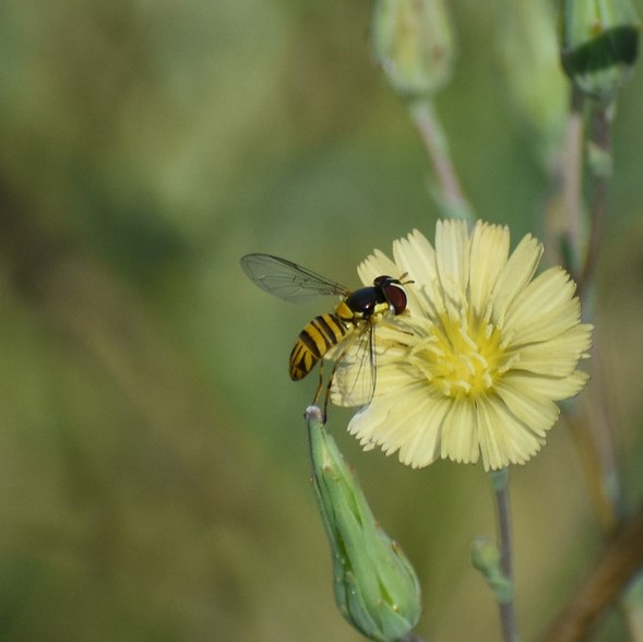 Biodiversidad del río San Pedro y Conchos, Chihuahua. Municipios de Meoqui, Delicias, Rosales, Saucillo, Julimes y Satevó. Moscas y mosquitos, Orden Diptera.