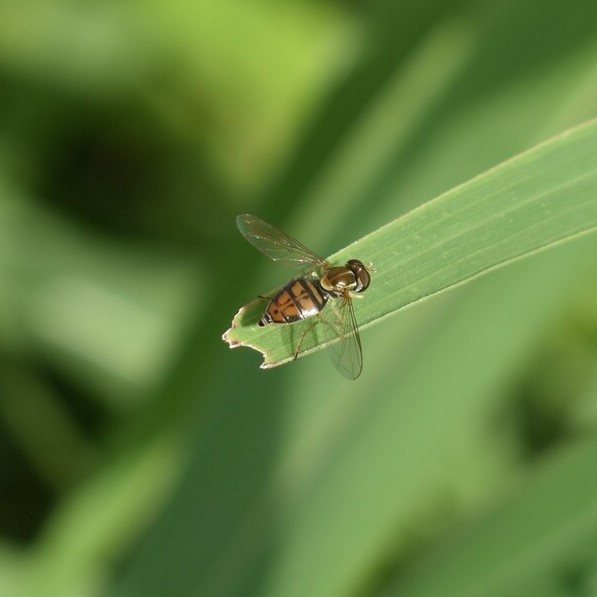 Biodiversidad del río San Pedro y Conchos, Chihuahua. Municipios de Meoqui, Delicias, Rosales, Saucillo, Julimes y Satevó. Moscas y mosquitos, Orden Diptera.