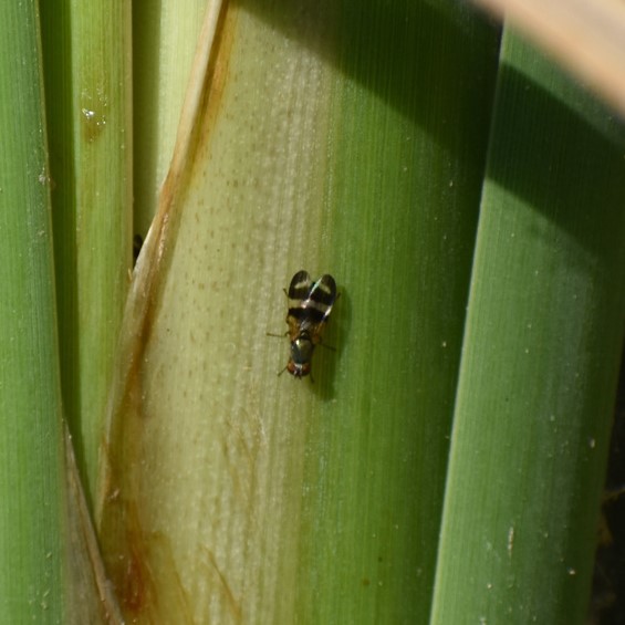 Biodiversidad del río San Pedro y Conchos, Chihuahua. Municipios de Meoqui, Delicias, Rosales, Saucillo, Julimes y Satevó. Moscas y mosquitos, Orden Diptera.