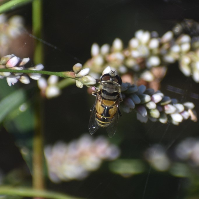 Biodiversidad del río San Pedro y Conchos, Chihuahua. Municipios de Meoqui, Delicias, Rosales, Saucillo, Julimes y Satevó. Moscas y mosquitos, Orden Diptera.