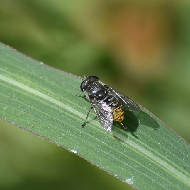 Biodiversidad del río San Pedro y Conchos, Chihuahua. Municipios de Meoqui, Delicias, Rosales, Saucillo, Julimes y Satevó. Moscas y mosquitos, Orden Diptera.