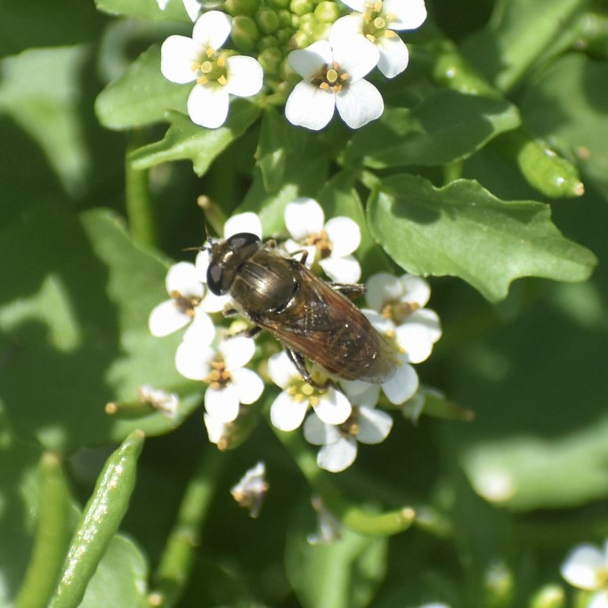 Biodiversidad del río San Pedro y Conchos, Chihuahua. Municipios de Meoqui, Delicias, Rosales, Saucillo, Julimes y Satevó. Moscas y mosquitos, Orden Diptera.