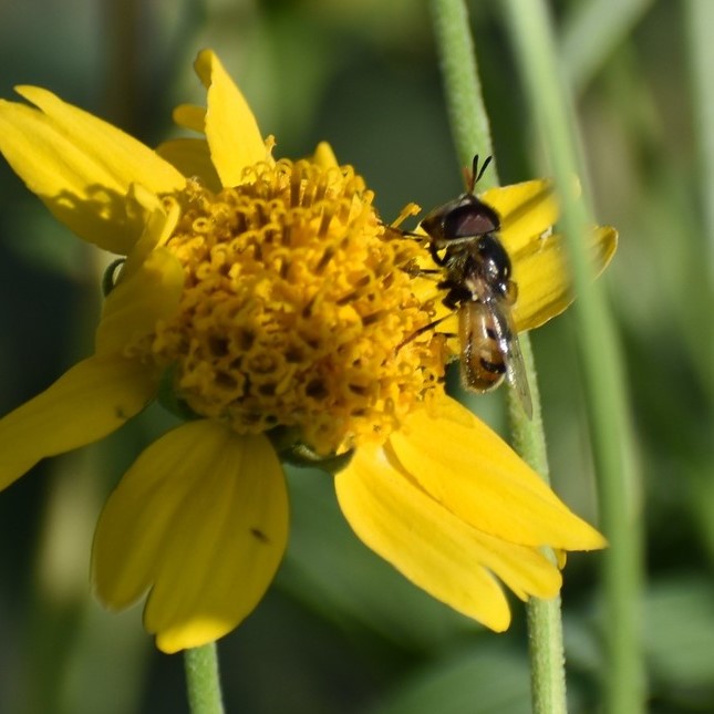 Biodiversidad del río San Pedro y Conchos, Chihuahua. Municipios de Meoqui, Delicias, Rosales, Saucillo, Julimes y Satevó. Moscas y mosquitos, Orden Diptera.