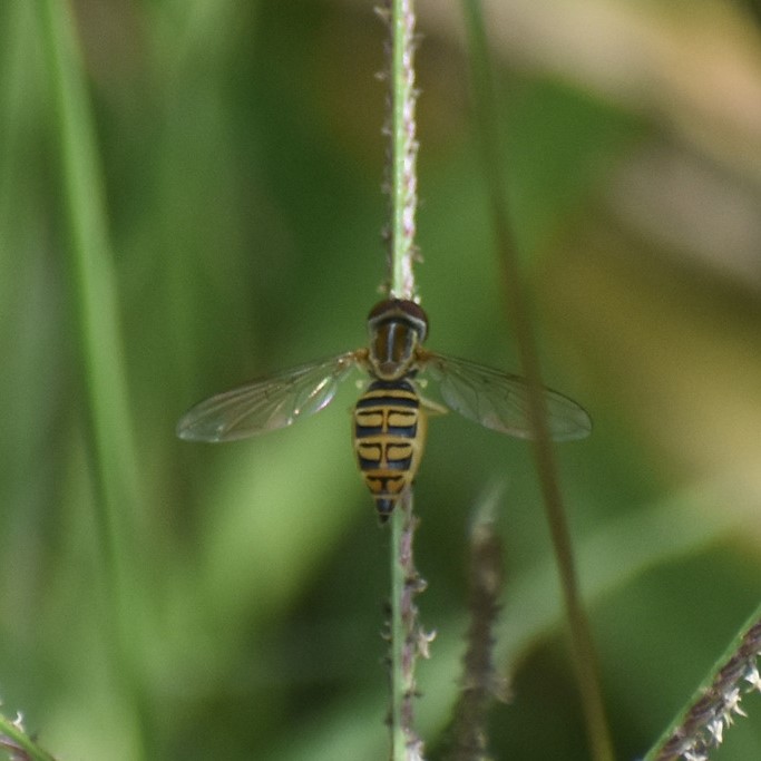 Biodiversidad del río San Pedro y Conchos, Chihuahua. Municipios de Meoqui, Delicias, Rosales, Saucillo, Julimes y Satevó. Moscas y mosquitos, Orden Diptera.