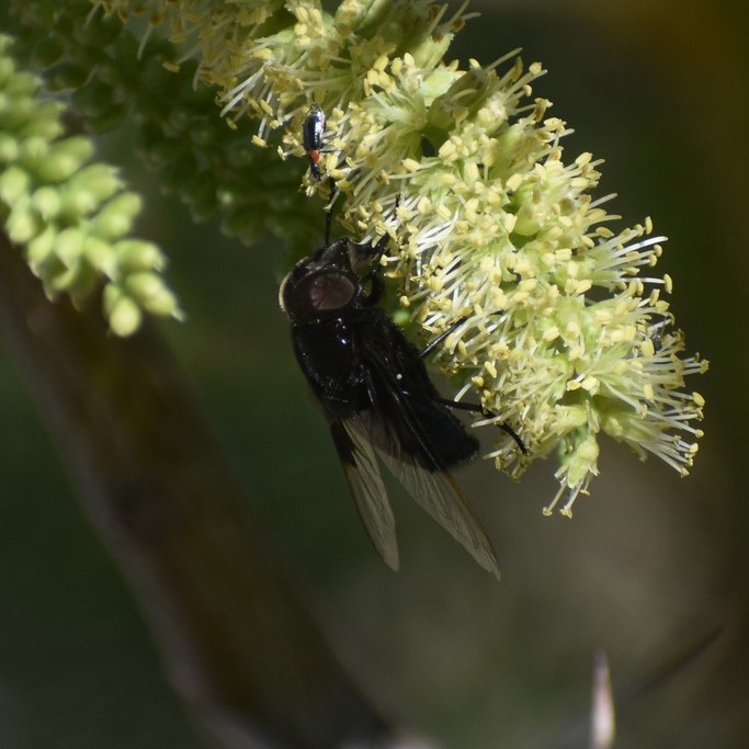 Biodiversidad del río San Pedro y Conchos, Chihuahua. Municipios de Meoqui, Delicias, Rosales, Saucillo, Julimes y Satevó. Moscas y mosquitos, Orden Diptera.
