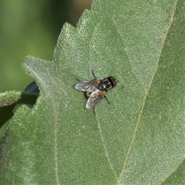 Biodiversidad del río San Pedro y Conchos, Chihuahua. Municipios de Meoqui, Delicias, Rosales, Saucillo, Julimes y Satevó. Moscas y mosquitos, Orden Diptera.