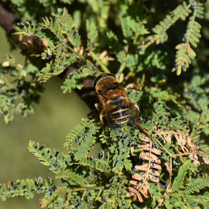 Biodiversidad del río San Pedro y Conchos, Chihuahua. Municipios de Meoqui, Delicias, Rosales, Saucillo, Julimes y Satevó. Moscas y mosquitos, Orden Diptera.