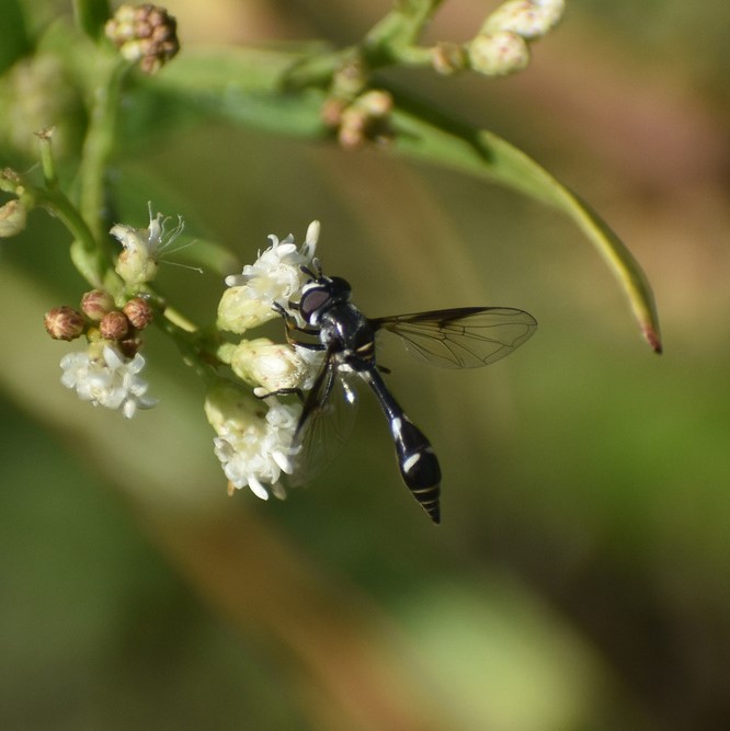Biodiversidad del río San Pedro y Conchos, Chihuahua. Municipios de Meoqui, Delicias, Rosales, Saucillo, Julimes y Satevó. Moscas y mosquitos, Orden Diptera.