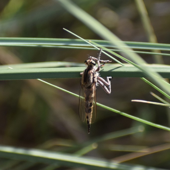 Biodiversidad del río San Pedro y Conchos, Chihuahua. Municipios de Meoqui, Delicias, Rosales, Saucillo, Julimes y Satevó. Moscas y mosquitos, Orden Diptera.