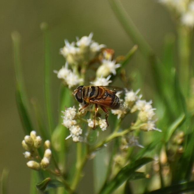 Biodiversidad del río San Pedro y Conchos, Chihuahua. Municipios de Meoqui, Delicias, Rosales, Saucillo, Julimes y Satevó. Moscas y mosquitos, Orden Diptera.