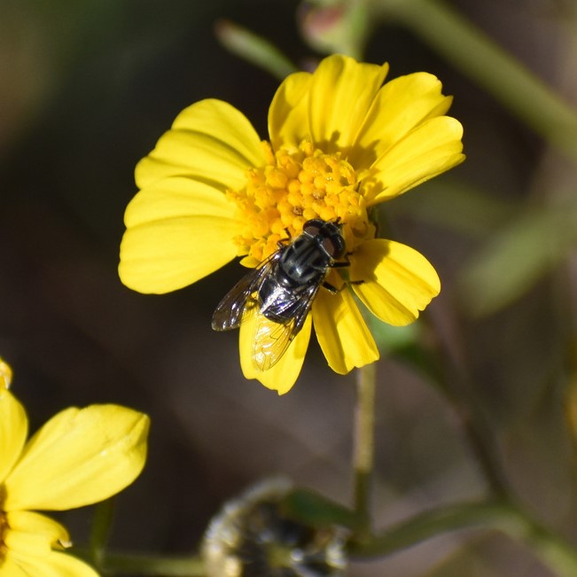 Biodiversidad del río San Pedro y Conchos, Chihuahua. Municipios de Meoqui, Delicias, Rosales, Saucillo, Julimes y Satevó. Moscas y mosquitos, Orden Diptera.
