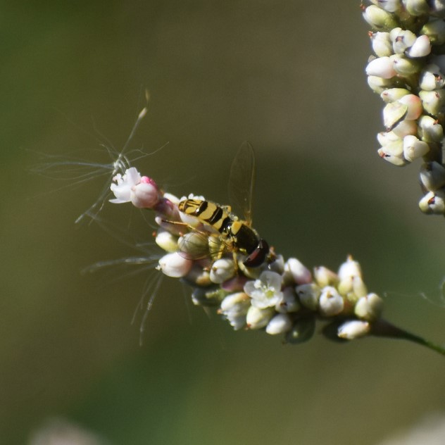 Biodiversidad del río San Pedro y Conchos, Chihuahua. Municipios de Meoqui, Delicias, Rosales, Saucillo, Julimes y Satevó. Moscas y mosquitos, Orden Diptera.