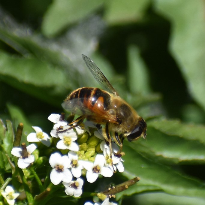 Biodiversidad del río San Pedro y Conchos, Chihuahua. Municipios de Meoqui, Delicias, Rosales, Saucillo, Julimes y Satevó. Moscas y mosquitos, Orden Diptera.
