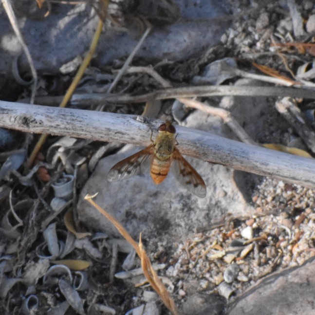Biodiversidad del río San Pedro y Conchos, Chihuahua. Municipios de Meoqui, Delicias, Rosales, Saucillo, Julimes y Satevó. Moscas y mosquitos, Orden Diptera.