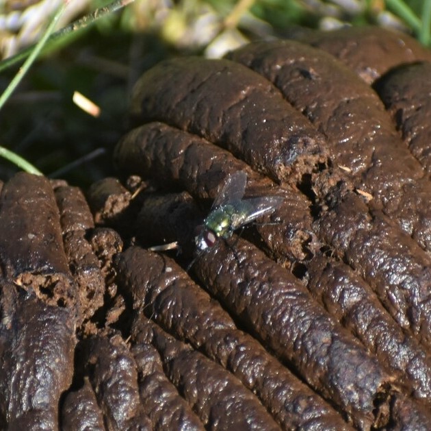 Biodiversidad del río San Pedro y Conchos, Chihuahua. Municipios de Meoqui, Delicias, Rosales, Saucillo, Julimes y Satevó. Moscas y mosquitos, Orden Diptera.
