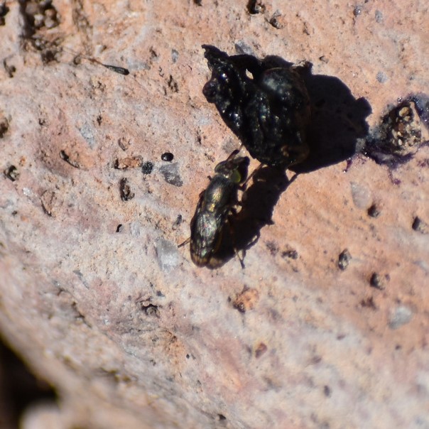 Biodiversidad del río San Pedro y Conchos, Chihuahua. Municipios de Meoqui, Delicias, Rosales, Saucillo, Julimes y Satevó. Moscas y mosquitos, Orden Diptera.