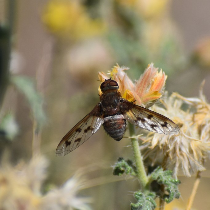 Biodiversidad del río San Pedro y Conchos, Chihuahua. Municipios de Meoqui, Delicias, Rosales, Saucillo, Julimes y Satevó. Moscas y mosquitos, Orden Diptera.