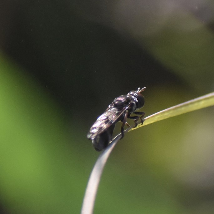Biodiversidad del río San Pedro y Conchos, Chihuahua. Municipios de Meoqui, Delicias, Rosales, Saucillo, Julimes y Satevó. Moscas y mosquitos, Orden Diptera.