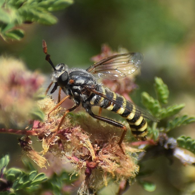 Biodiversidad del río San Pedro y Conchos, Chihuahua. Municipios de Meoqui, Delicias, Rosales, Saucillo, Julimes y Satevó. Moscas y mosquitos, Orden Diptera.