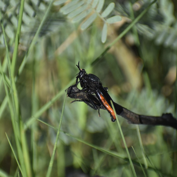 Biodiversidad del río San Pedro y Conchos, Chihuahua. Municipios de Meoqui, Delicias, Rosales, Saucillo, Julimes y Satevó. Moscas y mosquitos, Orden Diptera.