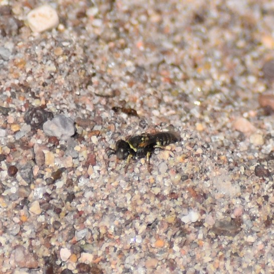 Biodiversidad del río San Pedro y Conchos, Chihuahua. Municipios de Meoqui, Rosales, Saucillo, Julimes y Satevó. Avispas, Orden Hymenoptera.