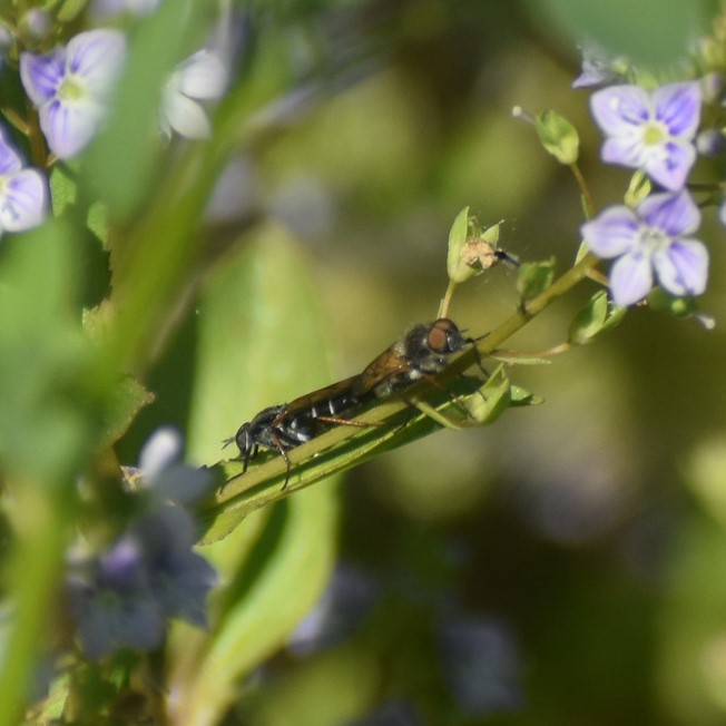 Biodiversidad del río San Pedro y Conchos, Chihuahua. Municipios de Meoqui, Delicias, Rosales, Saucillo, Julimes y Satevó. Moscas y mosquitos, Orden Diptera.
