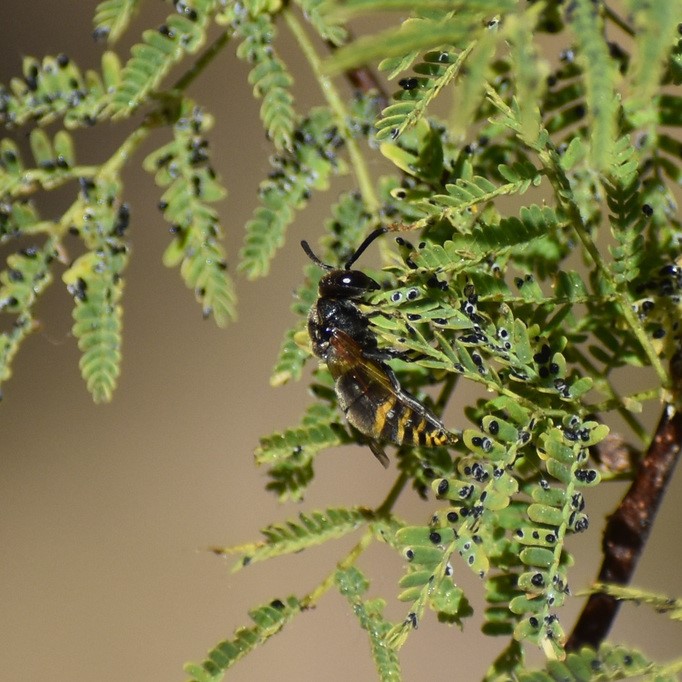 Biodiversidad del río San Pedro y Conchos, Chihuahua. Municipios de Meoqui, Rosales, Saucillo, Julimes y Satevó. Avispas, Orden Hymenoptera.