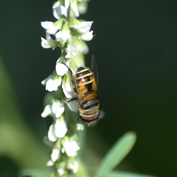 Biodiversidad del río San Pedro y Conchos, Chihuahua. Municipios de Meoqui, Delicias, Rosales, Saucillo, Julimes y Satevó. Moscas y mosquitos, Orden Diptera.
