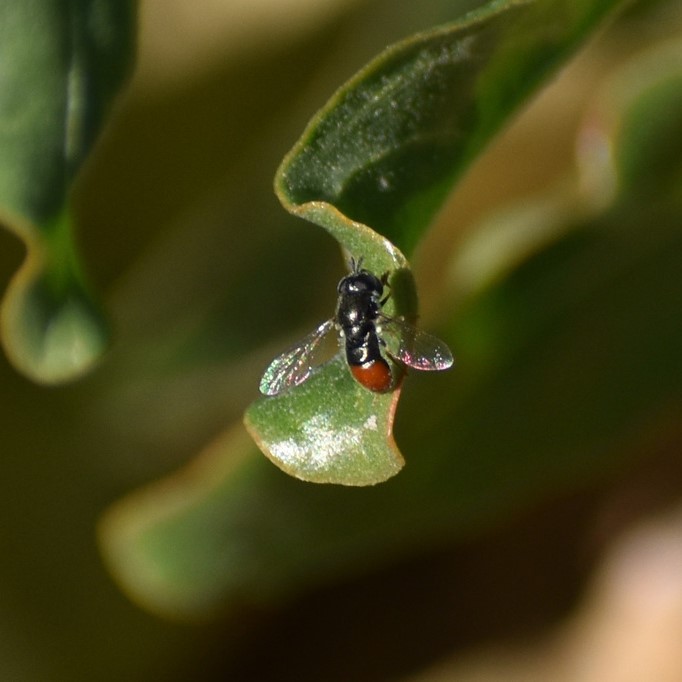 Biodiversidad del río San Pedro y Conchos, Chihuahua. Municipios de Meoqui, Delicias, Rosales, Saucillo, Julimes y Satevó. Moscas y mosquitos, Orden Diptera.