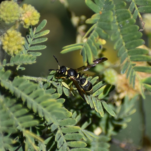 Biodiversidad del río San Pedro y Conchos, Chihuahua. Municipios de Meoqui, Rosales, Saucillo, Julimes y Satevó. Avispas, Orden Hymenoptera.