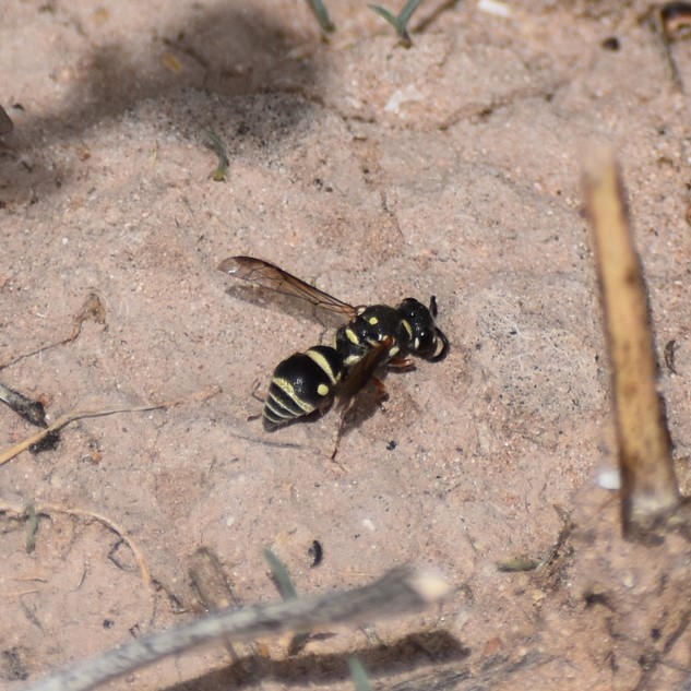 Biodiversidad del río San Pedro y Conchos, Chihuahua. Municipios de Meoqui, Rosales, Saucillo, Julimes y Satevó. Avispas, Orden Hymenoptera.