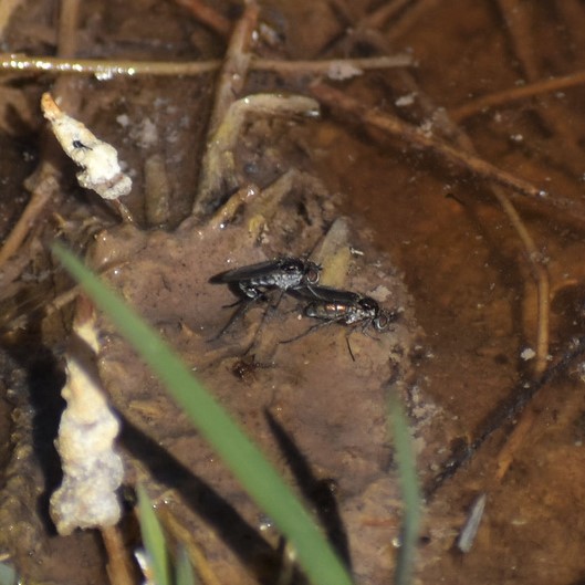 Biodiversidad del río San Pedro y Conchos, Chihuahua. Municipios de Meoqui, Delicias, Rosales, Saucillo, Julimes y Satevó. Moscas y mosquitos, Orden Diptera.