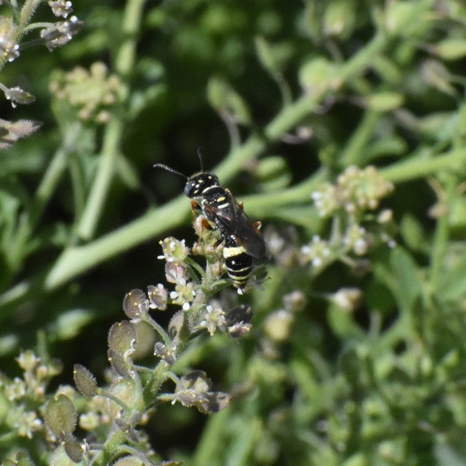 Biodiversidad del río San Pedro y Conchos, Chihuahua. Municipios de Meoqui, Rosales, Saucillo, Julimes y Satevó. Avispas, Orden Hymenoptera.