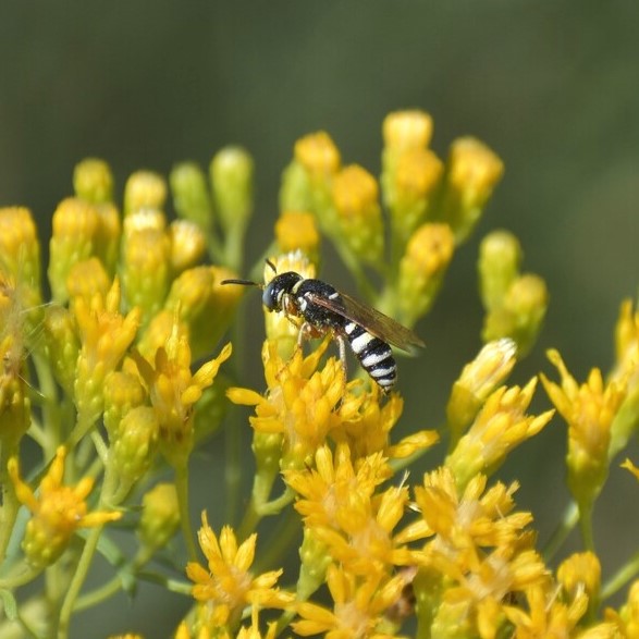 Biodiversidad del río San Pedro y Conchos, Chihuahua. Municipios de Meoqui, Rosales, Saucillo, Julimes y Satevó. Avispas, Orden Hymenoptera.