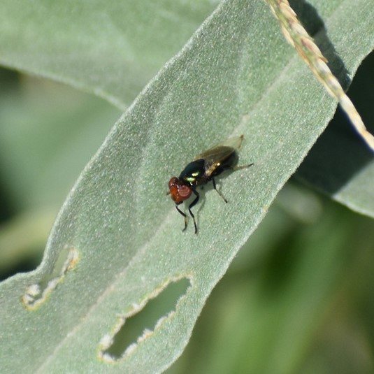 Biodiversidad del río San Pedro y Conchos, Chihuahua. Municipios de Meoqui, Delicias, Rosales, Saucillo, Julimes y Satevó. Moscas y mosquitos, Orden Diptera.