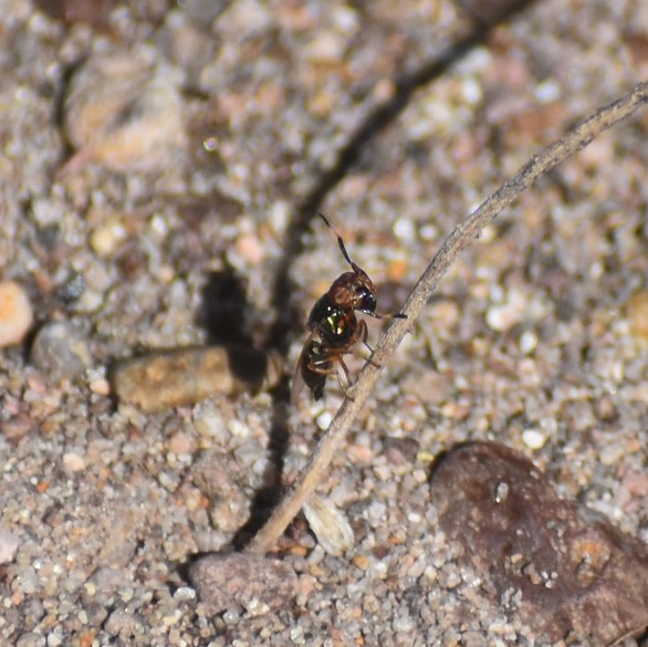 Biodiversidad del río San Pedro y Conchos, Chihuahua. Municipios de Meoqui, Delicias, Rosales, Saucillo, Julimes y Satevó. Moscas y mosquitos, Orden Diptera.