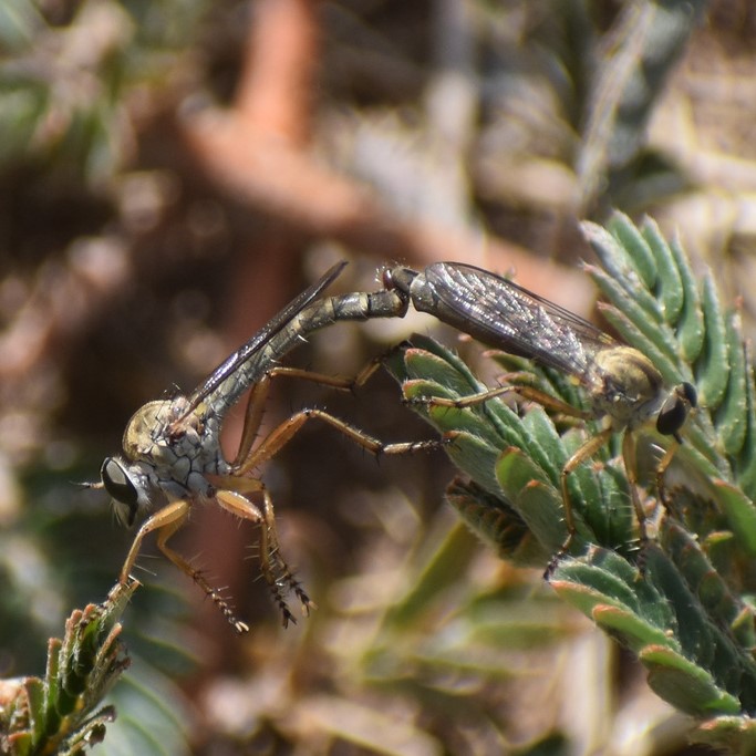 Biodiversidad del río San Pedro y Conchos, Chihuahua. Municipios de Meoqui, Delicias, Rosales, Saucillo, Julimes y Satevó. Moscas y mosquitos, Orden Diptera.