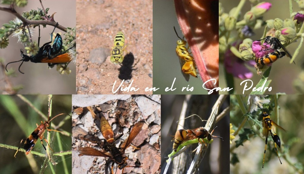 Biodiversidad del río San Pedro y Conchos, Chihuahua. Municipios de Meoqui, Rosales, Saucillo, Julimes y Satevó. Avispas, Orden Hymenoptera.