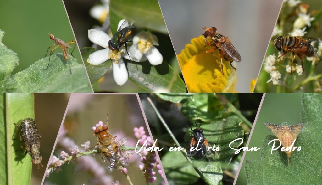 Las moscas de las cuencas de los ríos San Pedro y Conchos -Parte&nbsp;2