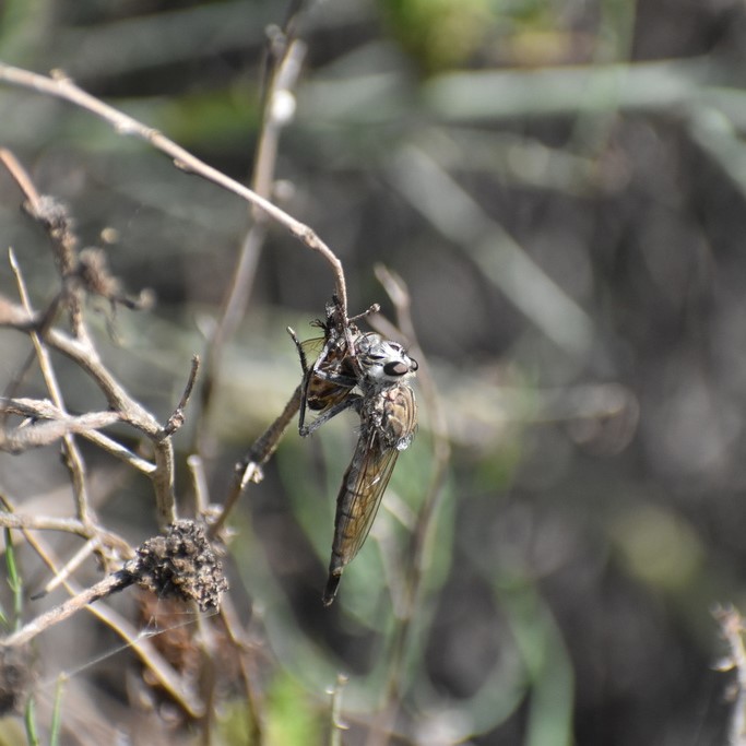 Biodiversidad del río San Pedro y Conchos, Chihuahua. Municipios de Meoqui, Delicias, Rosales, Saucillo, Julimes y Satevó. Moscas y mosquitos, Orden Diptera.