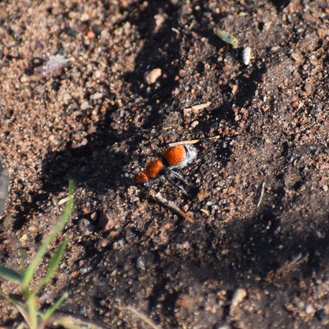 Biodiversidad del río San Pedro y Conchos, Chihuahua. Municipios de Meoqui, Rosales, Saucillo, Julimes y Satevó.