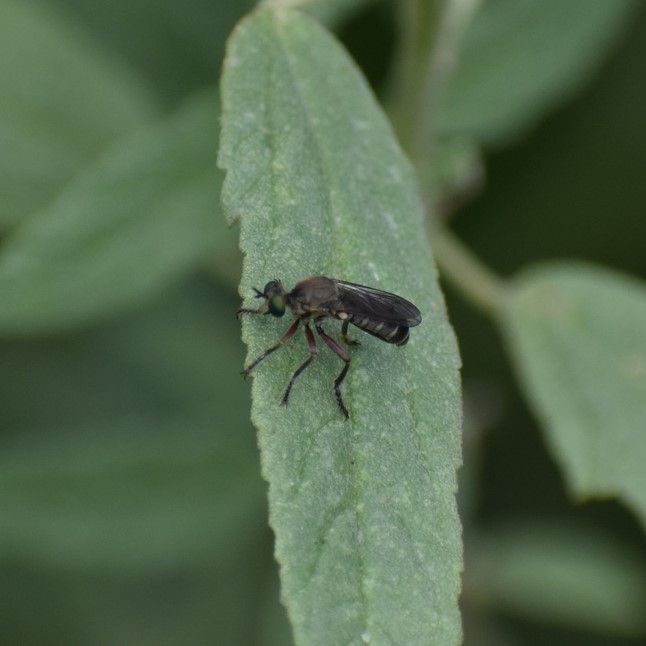 Biodiversidad del río San Pedro y Conchos, Chihuahua. Municipios de Meoqui, Delicias, Rosales, Saucillo, Julimes y Satevó. Moscas y mosquitos, Orden Diptera.