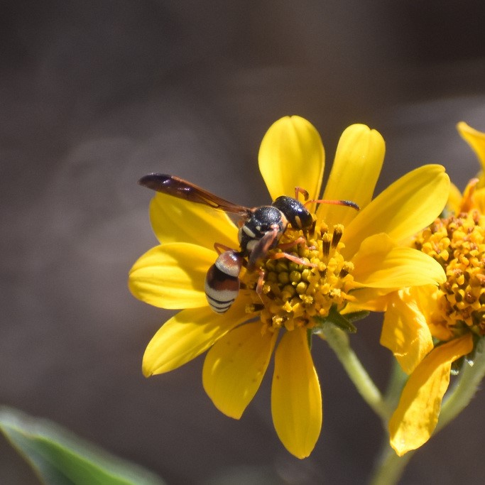 Biodiversidad del río San Pedro y Conchos, Chihuahua. Municipios de Meoqui, Rosales, Saucillo, Julimes y Satevó. Avispas, Orden Hymenoptera.
