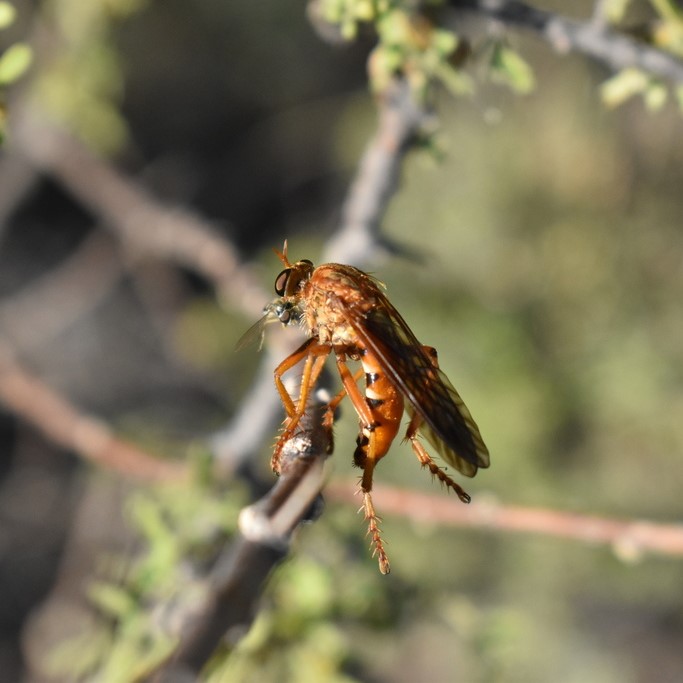 Biodiversidad del río San Pedro y Conchos, Chihuahua. Municipios de Meoqui, Delicias, Rosales, Saucillo, Julimes y Satevó. Moscas y mosquitos, Orden Diptera.