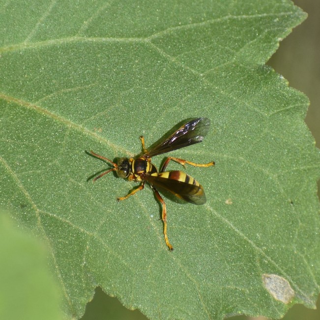 Biodiversidad del río San Pedro y Conchos, Chihuahua. Municipios de Meoqui, Rosales, Saucillo, Julimes y Satevó. Avispas, Orden Hymenoptera.