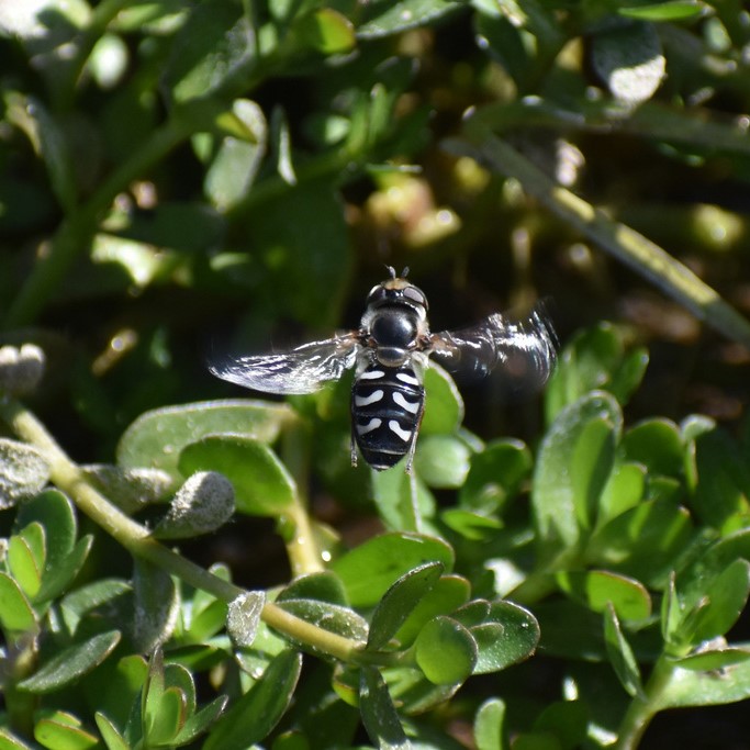 Biodiversidad del río San Pedro y Conchos, Chihuahua. Municipios de Meoqui, Delicias, Rosales, Saucillo, Julimes y Satevó. Moscas y mosquitos, Orden Diptera.